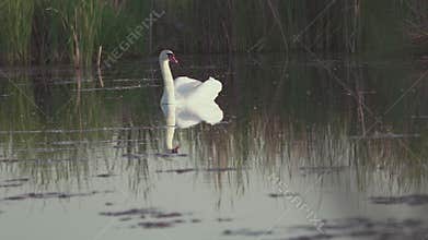 Mute swan (Cygnus olor). A white swan swims gracefully across a pond against a backdrop of reeds. Slow motion