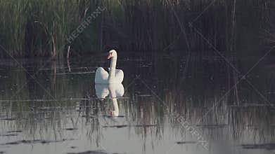 Mute swan (Cygnus olor). A white swan swims gracefully across a pond against a backdrop of reeds. Slow motion