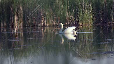 Mute swan (Cygnus olor). A white swan swims gracefully across a pond against a backdrop of reeds. Slow motion.