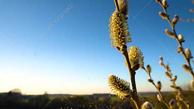 Pollen Release from Blooming Pussy Willow Catkins in Spring against a Sunny Blue Sky Depicting Seasonal Allergies and Reproductive
