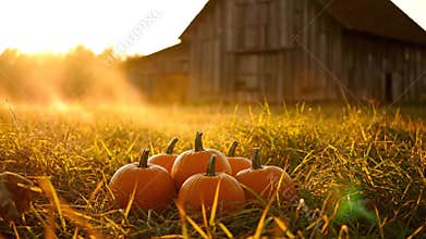 Mini Pumpkins in Field with Barn at Sunrise Autumn Harvest in Rural Landscape Fall Background Warm Light and Agriculture Theme