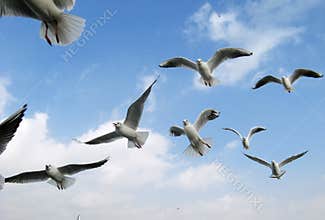 Sea gull flight