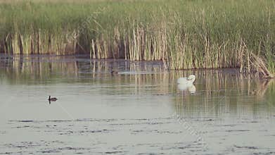 Mute swan (Cygnus olor). A white swan swims gracefully across a pond against a backdrop of reeds. Slow motion