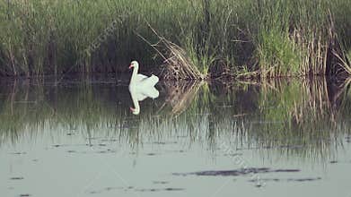 Mute swan (Cygnus olor). A white swan swims gracefully across a pond against a backdrop of reeds. Slow motion