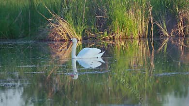Mute swan (Cygnus olor). A white swan swims gracefully across a pond against a backdrop of reeds. Slow motion.