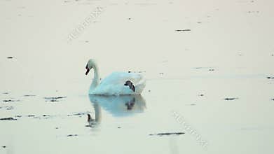 Mute swan (Cygnus olor). A white swan swims in a pond. Shakes her head and preens her feathers. Slow motion