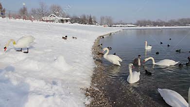 Mute swan and coots