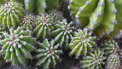 Green cactuses grow in ground. Cacti with thorns, top view video