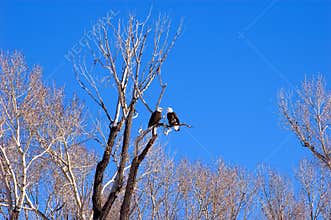 Mr.&mrs. bald eagle