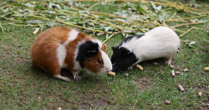 Colorful guinea pigs in an aviary for herbivores while eating grass