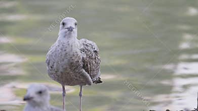 Young juvenile seagull preening feathers by water