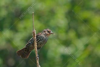 Red-winged blackbird female on a distaff