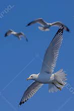 The wings of a seagull in flight, wide open