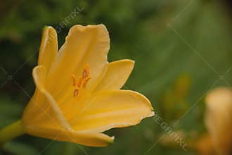 A yellow hemorrhagic flower