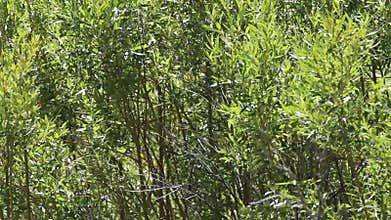 Background of green trees in breeze