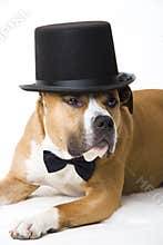 Doggy groom