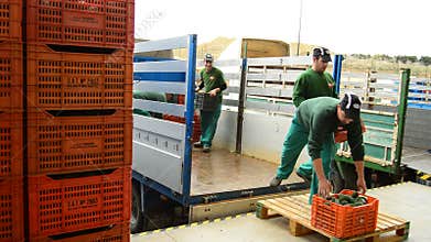 Unloading boxes of avocado, industry fruit