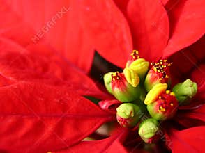 Red Star of Bethlehem flower