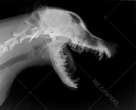 Dog body x-ray