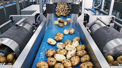 Automated Industrial Potato Washing and Sorting Line Conveyor Belt System in Food Processing Plant Bright Clean Environment