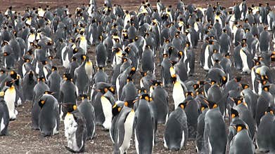 Colony Of King Penguins