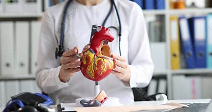 Cardiologist shows structure of heart using anatomical model