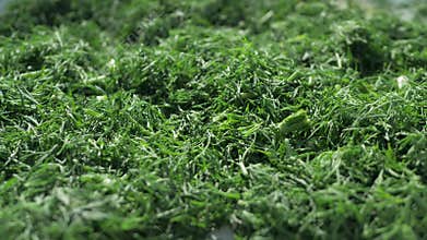 Finely chopped dill is falling down and dried in sun