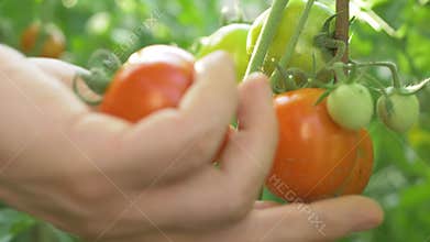 Gardener picks ripe tomato from plant, using scissors for precision