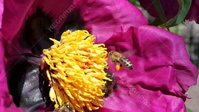 Large purple peony with radiant golden center surrounded by bees