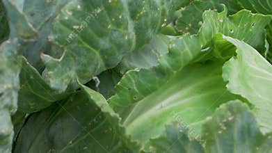 Green cabbage leaves wrap tightly around inner layers