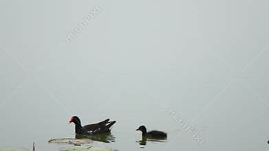 Mother and baby waterfowl