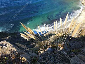 Flowers on seaside cliff