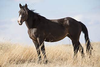 Black Beauty Standing alert