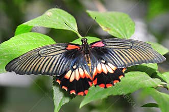 Exotic butterfly with bright colorful wings