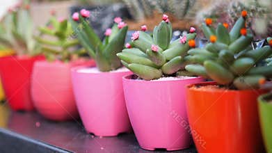 Plants in colorful pots on a table in daylight