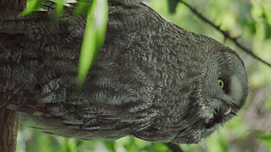 Owl bird sitting on tree