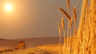 Wheat harvest field