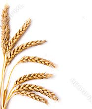 Wheat ears