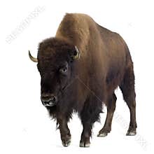 Bison
