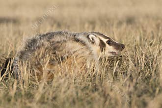 Badger ready for fight