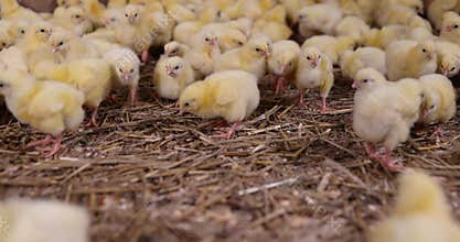 beautiful little chickens in soft yellow fluff and the first white