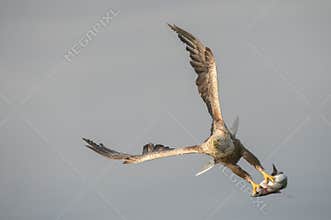 White-tailed Eagle with catch.