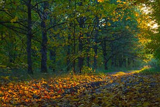 View on autumn landscape of trees in sunny day