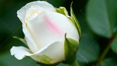 Timelapse of white rose bud blushing pink against lush greenery. Cloud dancer.