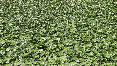 Water chestnut on a pond. Green leaves of water chestnut, natural background