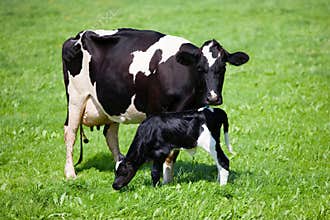 Cow with newborn calf
