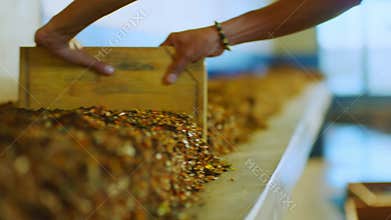 Hands leveling tobacco leaves during production process close up