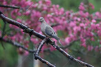 Mourning Dove with Pink Spring Background 2 - Zenaida macroura