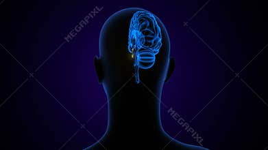Pituitary Gland and the Master Gland of the Endocrine System. 3d illustrations
