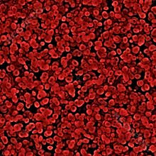 red Blood cells background